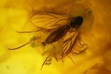 Detailed Fossil Ant (Formicidae) & Flies (Diptera) in Baltic Amber #145391-2